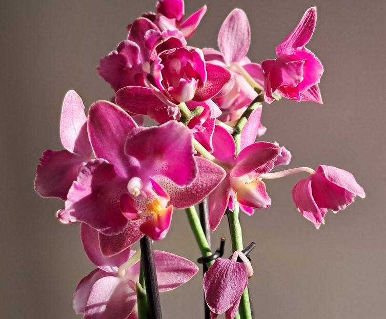  - Phalaenopsis 2