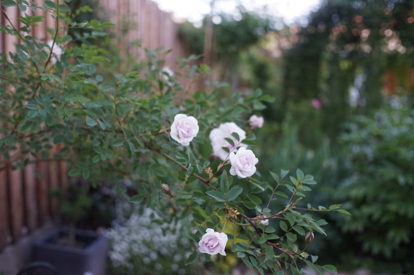  - Burnet Double Pink