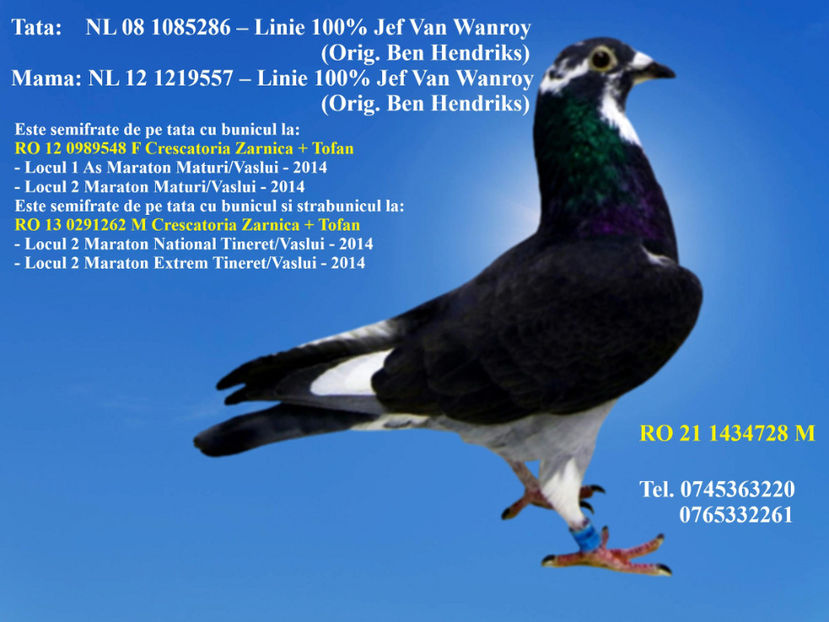 RO 21 1434728 M REZERVAT SEVERIN  Pret 300 lei negociabil + transportul - PENTRU POSTAT SI REPOSTAT