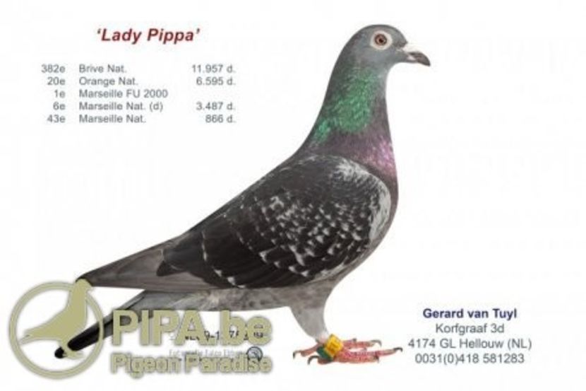 lady_pippa - ZWARTE SNIP - Gerard van Tuyl inteelt LADY PIPPA nepoata BLAUWE SNIP dublu strănepoata RODICO