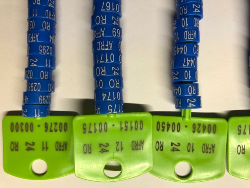 Inele AFRD 2024 - 00 Inele Pasari Ornament Asociație AFRD 2024