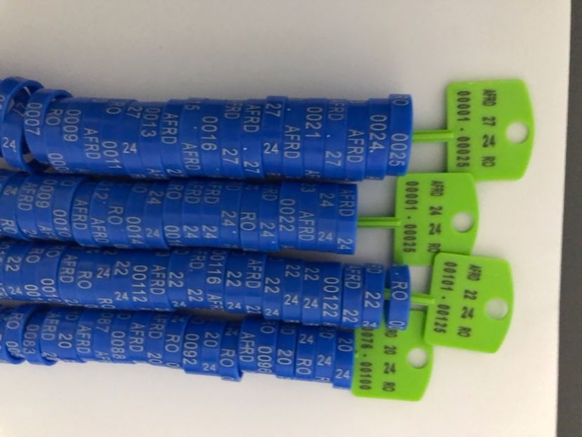  - 00 Inele Pasari Ornament Asociație AFRD 2024