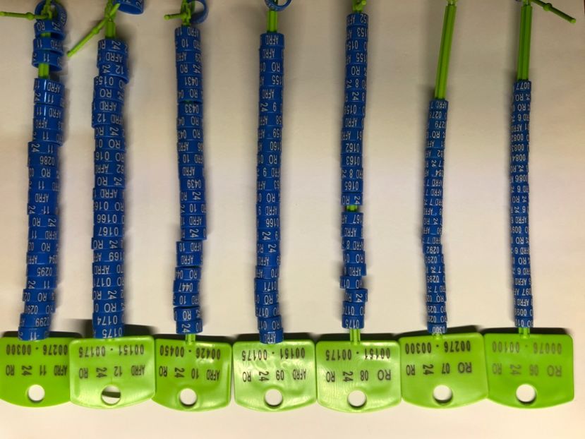  - 00 Inele Pasari Ornament Asociație AFRD 2024