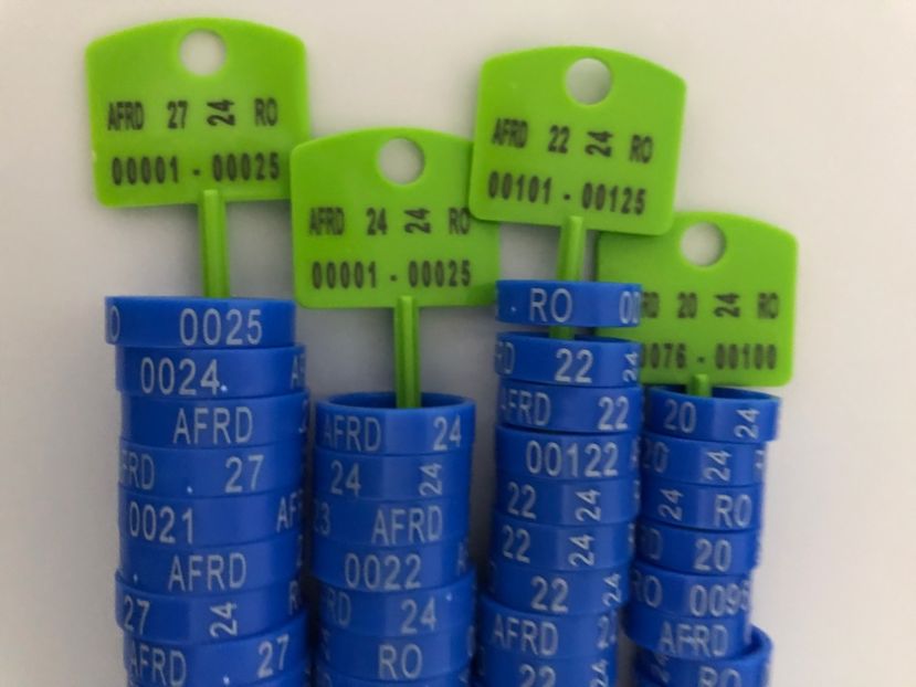  - 00 Inele Pasari Ornament Asociație AFRD 2024