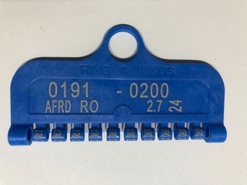  - 00 Inele Pasari Ornament Asociație AFRD 2024