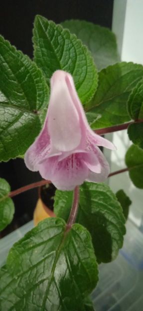  - Sinningia kevin Garnet