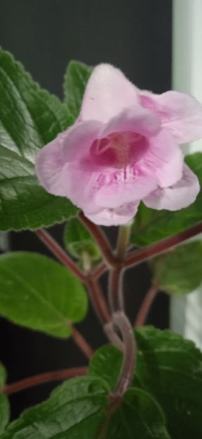  - Sinningia kevin Garnet