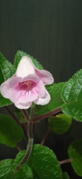  - Sinningia kevin Garnet