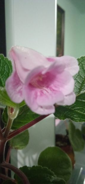  - Sinningia kevin Garnet