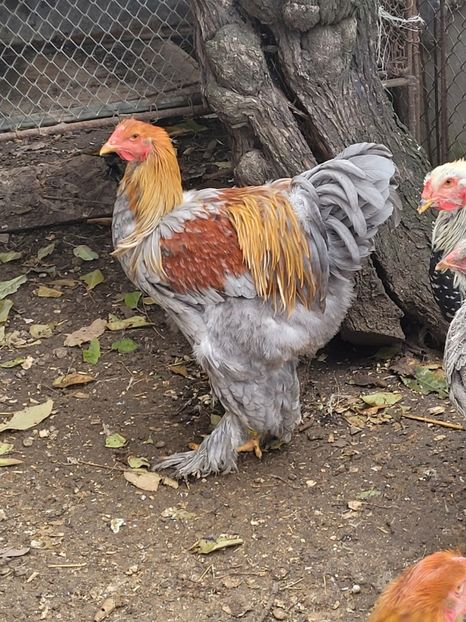  - a__Pui și tineret brahma 2023