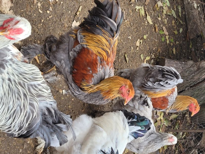  - a__Pui și tineret brahma 2023