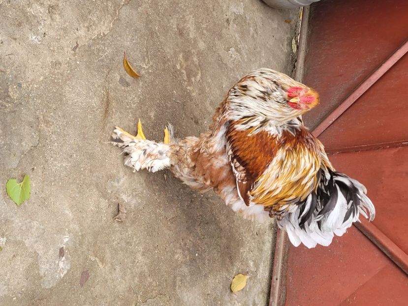  - a__Pui și tineret brahma 2023