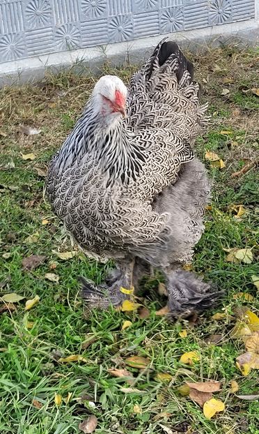  - a__Pui și tineret brahma 2023