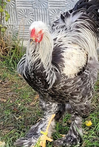  - a__Pui și tineret brahma 2023