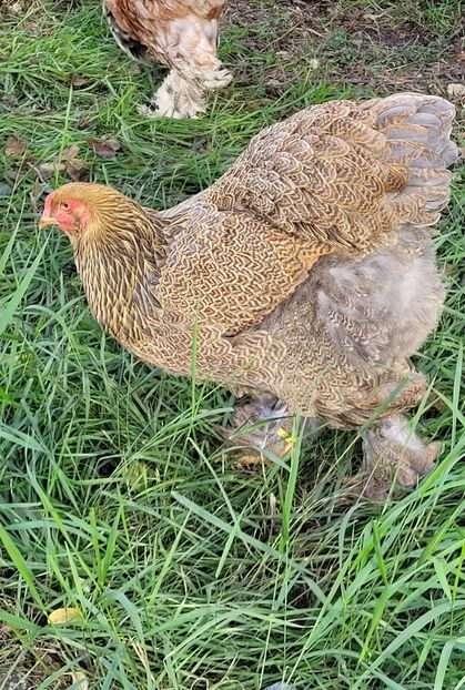  - a__Pui și tineret brahma 2023