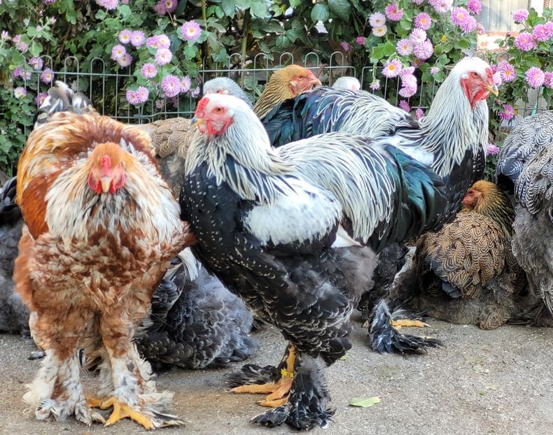  - a__Pui și tineret brahma 2023