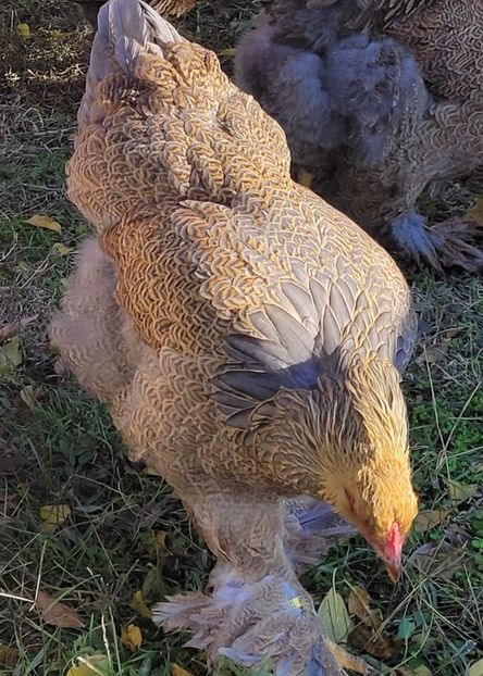  - a__Pui și tineret brahma 2023