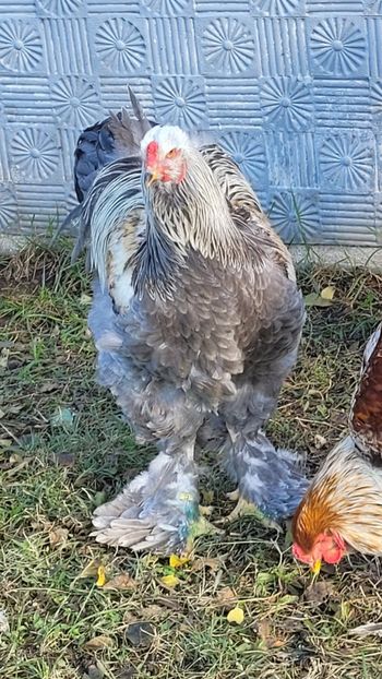  - a__Pui și tineret brahma 2023