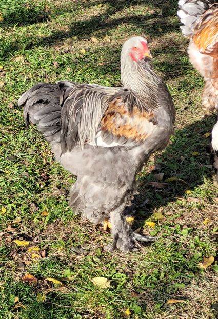  - a__Pui și tineret brahma 2023