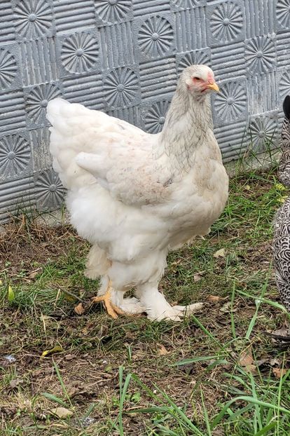  - a__Pui și tineret brahma 2023