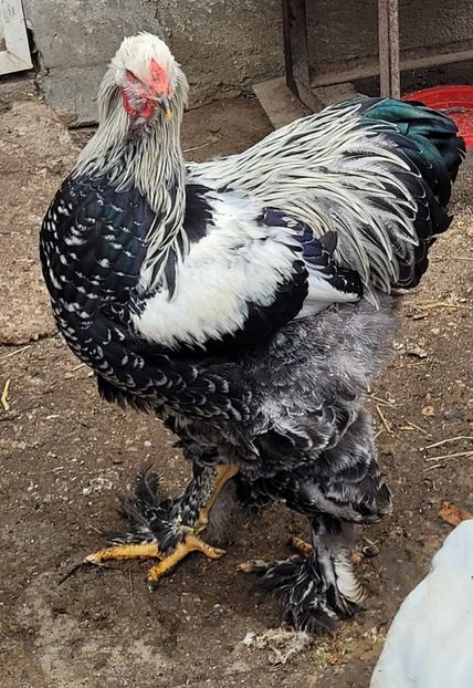  - a__Pui și tineret brahma 2023