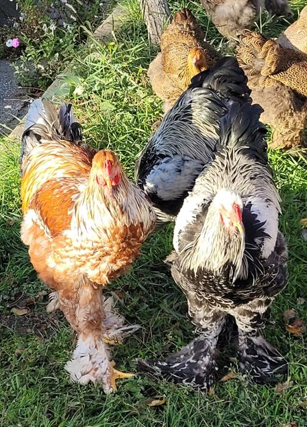  - a__Pui și tineret brahma 2023