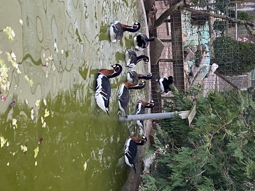  - Giste cu Gitul Roșu Branta Ruficollis