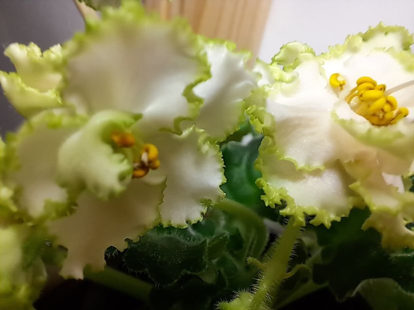  - Violeta RS izumrudnii gorod