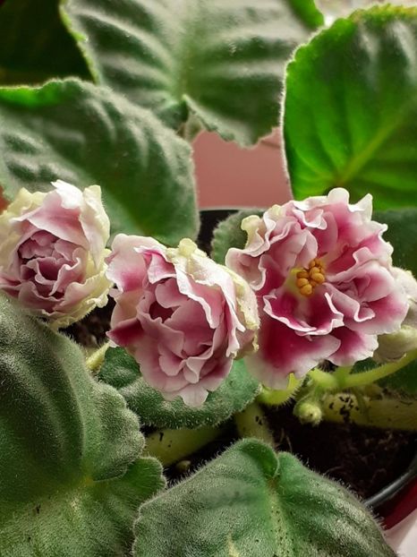  - Rs Geortginia sau Rs Duchess
