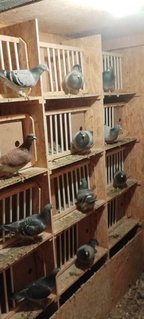  - Volieră nouă 2020