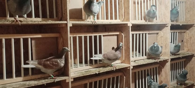  - Volieră nouă 2020