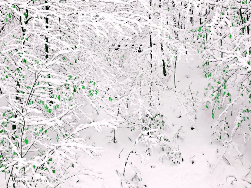 Lhiver est arrivé - A venit iarna - Winter has come 2 - CANADIAN WINTER - Iarna Canadiana
