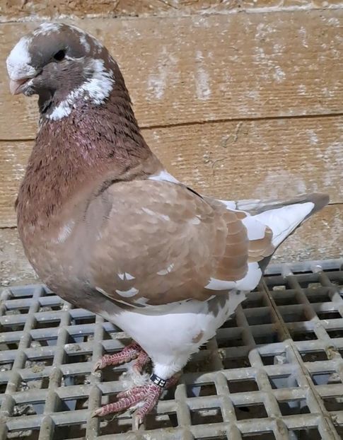 M 22 - Porumbei vânduți!