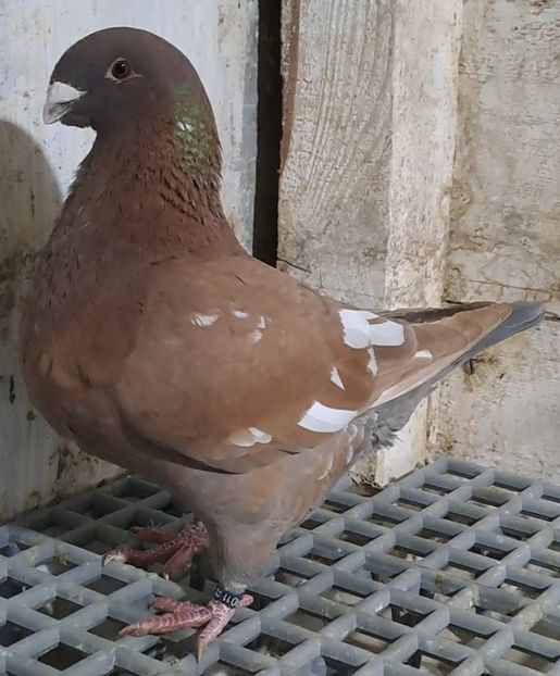 F 22 - Porumbei vânduți!