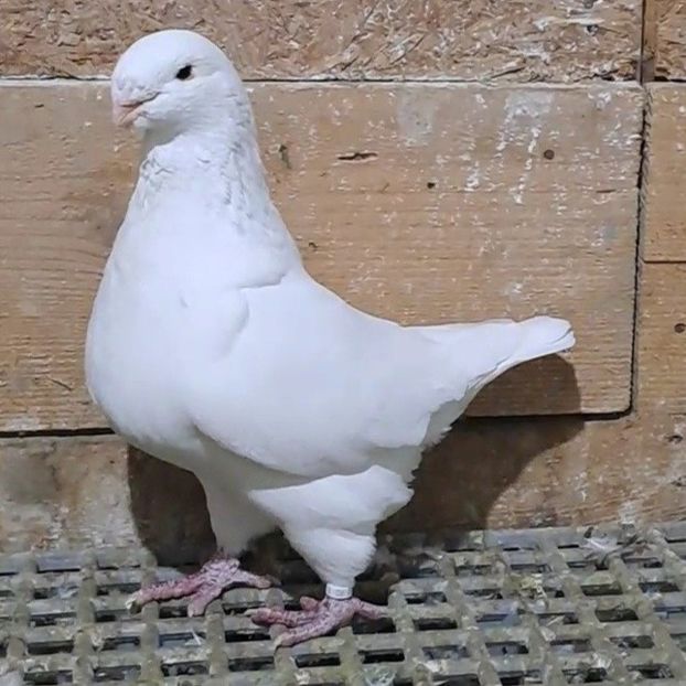 M 21 - Porumbei vânduți!