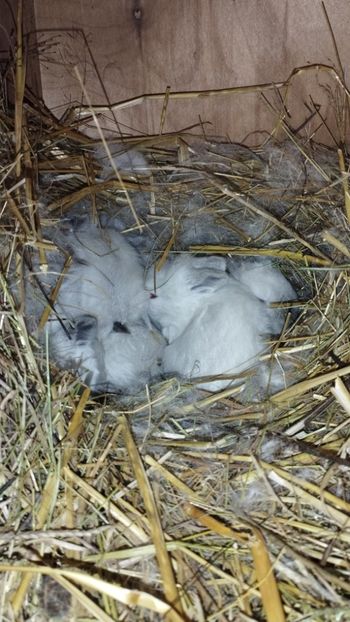  - CUIBURI DE IEPURAS