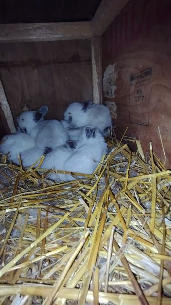  - CUIBURI DE IEPURAS