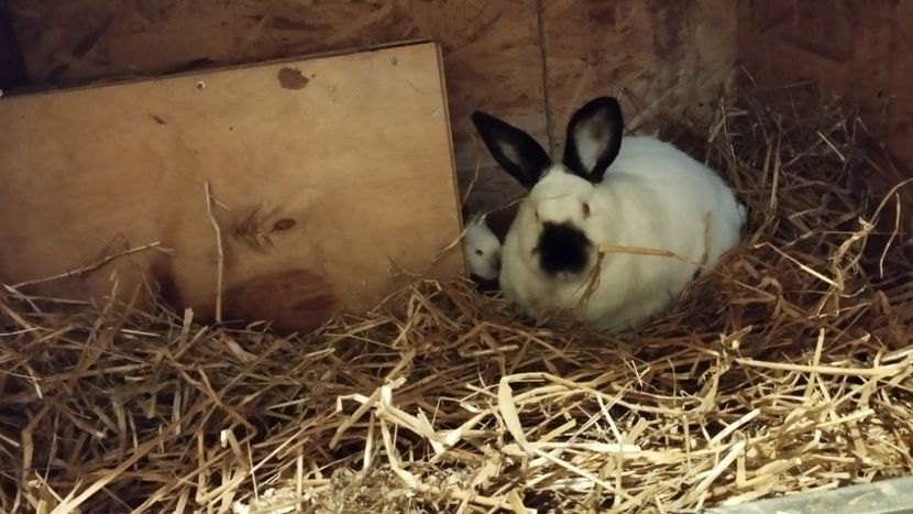  - CUIBURI DE IEPURAS