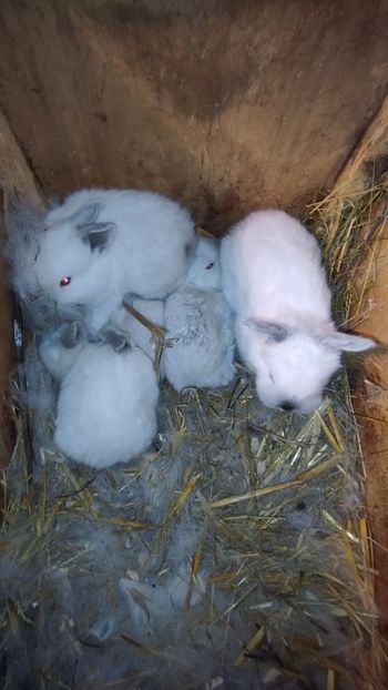  - CUIBURI DE IEPURAS