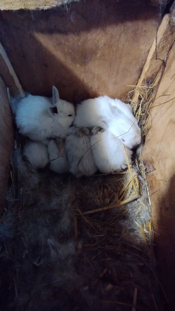  - CUIBURI DE IEPURAS