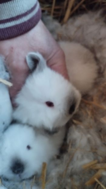  - CUIBURI DE IEPURAS