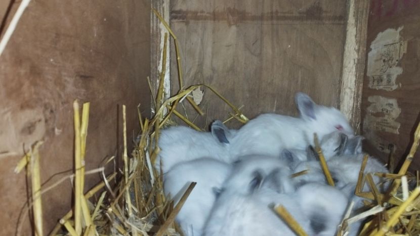  - CUIBURI DE IEPURAS