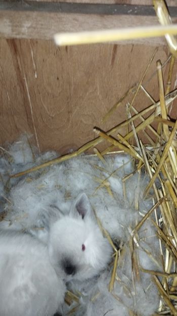  - CUIBURI DE IEPURAS