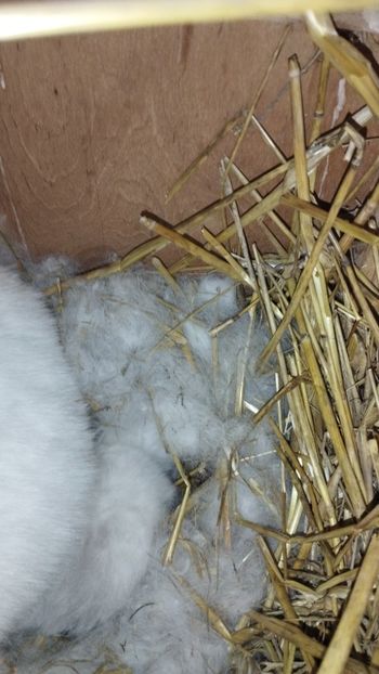  - CUIBURI DE IEPURAS