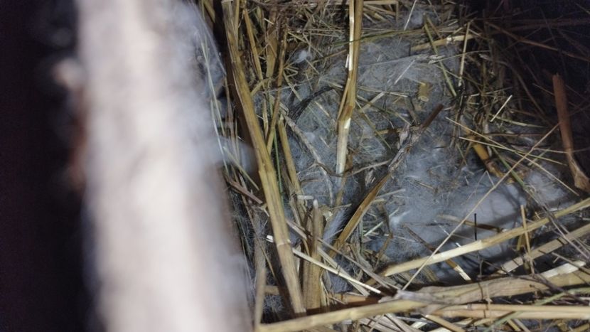  - CUIBURI DE IEPURAS