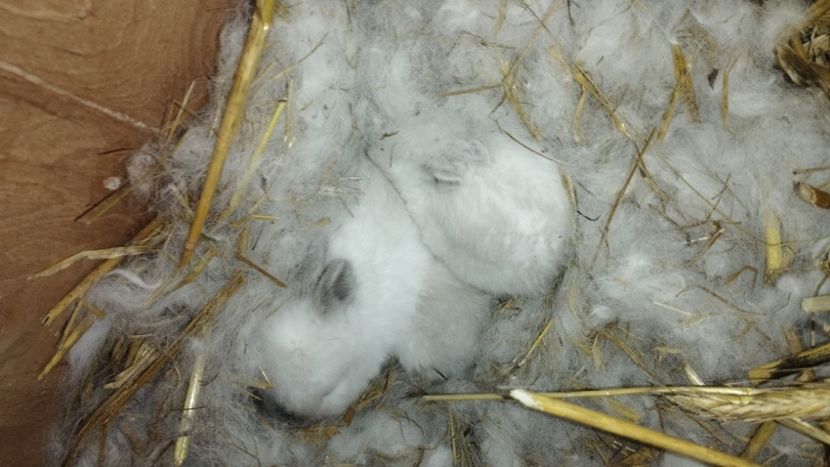  - CUIBURI DE IEPURAS