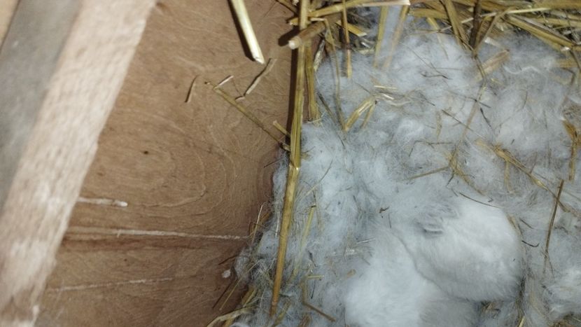  - CUIBURI DE IEPURAS