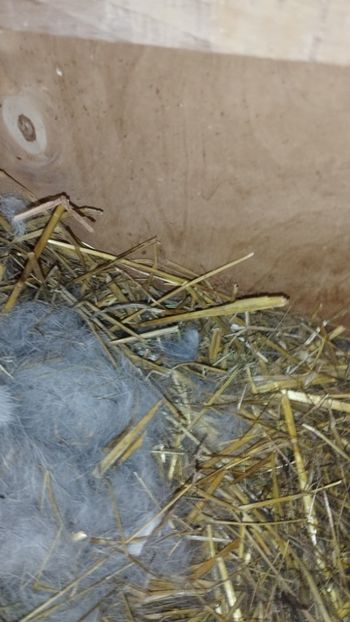  - CUIBURI DE IEPURAS