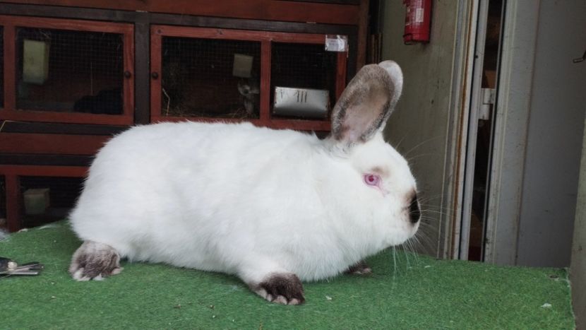  - A-IEPURI CALIFORNIENI