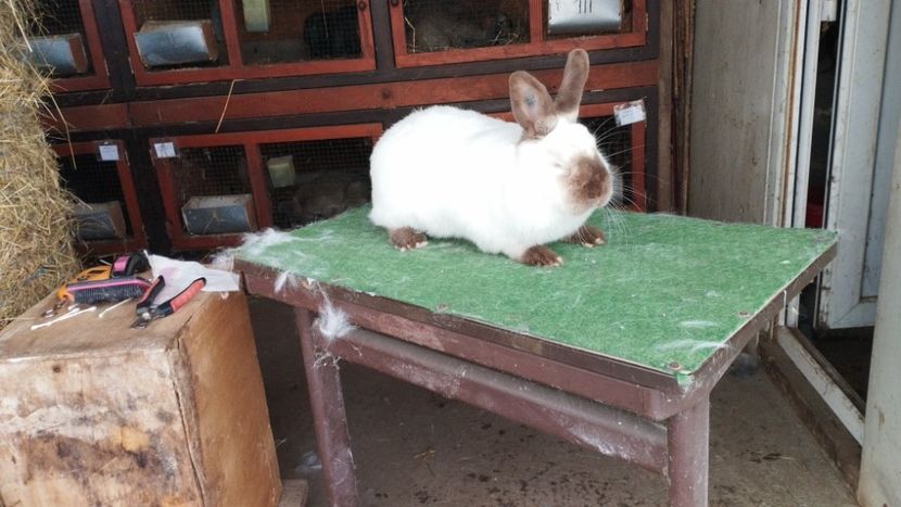  - A-IEPURI CALIFORNIENI